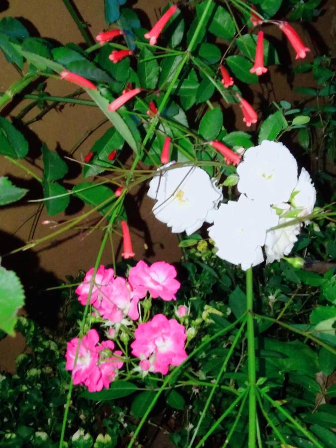 דירות Ella Tea Land View מראה חיצוני תמונה