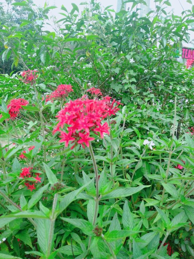 דירות Ella Tea Land View מראה חיצוני תמונה